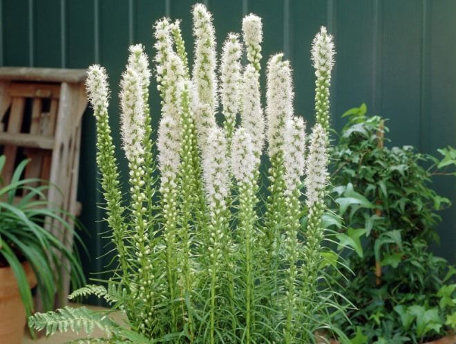 лиатрис колосковый альба лиатрис колосковый альба