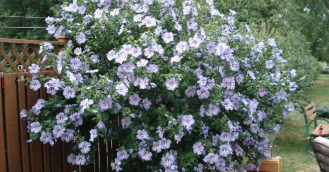 Мальва кустовая Мальва кустовая