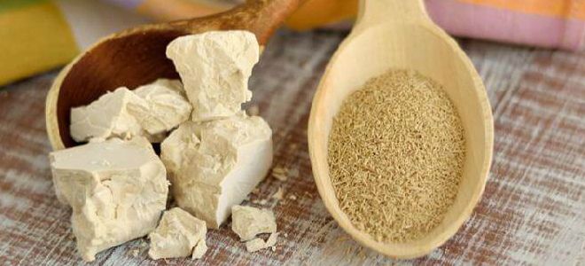 маски с дрожжами для увядающей кожи маски с дрожжами для увядающей кожи