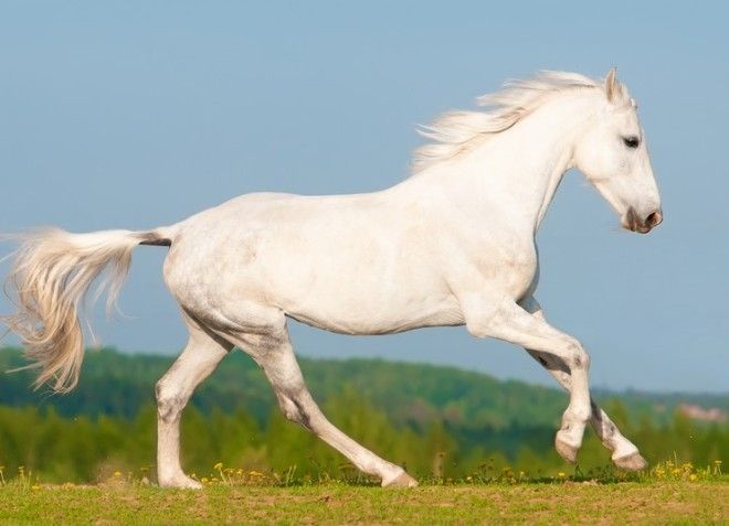 масти орловских рысаков масти орловских рысаков