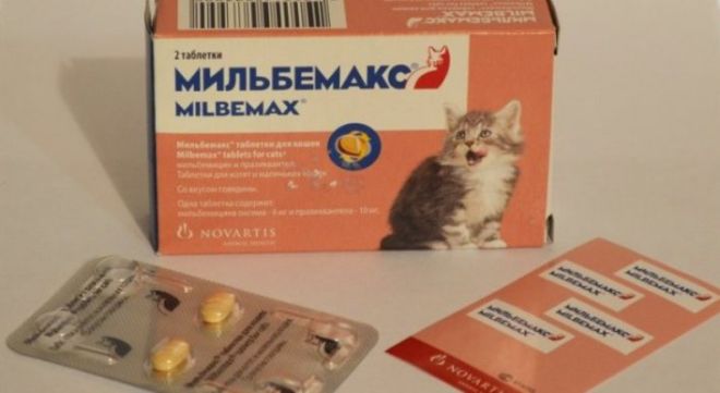 Мильбемакс для котят - с какого возраста Мильбемакс для котят - с какого возраста