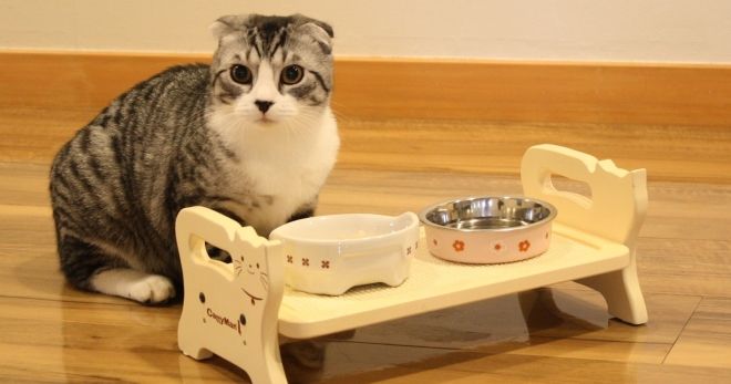 можно ли корм уринари здоровым кошкам можно ли корм уринари здоровым кошкам