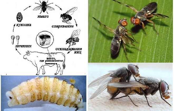 насекомое овод размножение насекомое овод размножение