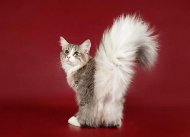 Норвежский лесной кот - стандарт породы Норвежский лесной кот - стандарт породы