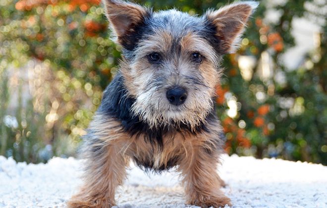 норвич терьер черный с подпалом норвич терьер черный с подпалом