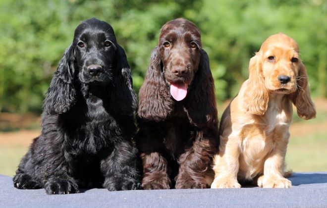 одноцветный английский кокер спаниель одноцветный английский кокер спаниель