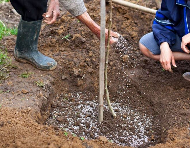 подкормка яблонь при посадке осенью подкормка яблонь при посадке осенью