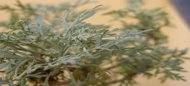 фото2 полынь от рака