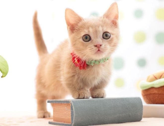 порода кошек манчкин аллергия порода кошек манчкин аллергия