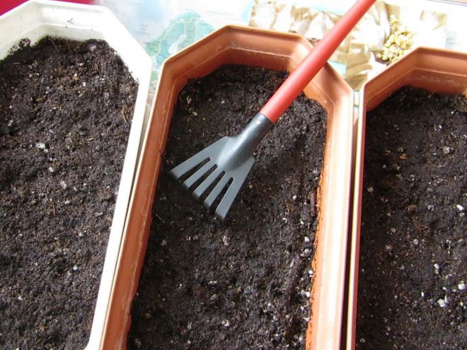 Посев перцев на рассаду в феврале Посев перцев на рассаду в феврале