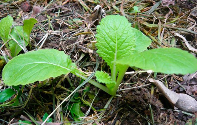 рассада пекинской капусты рассада пекинской капусты