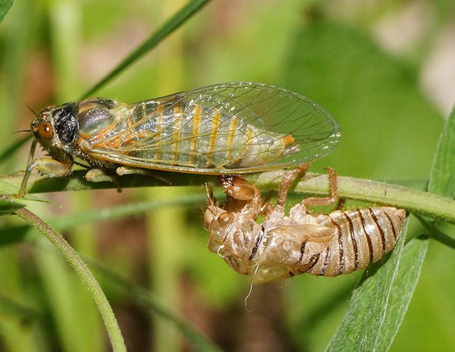 Размножение цикад Размножение цикад