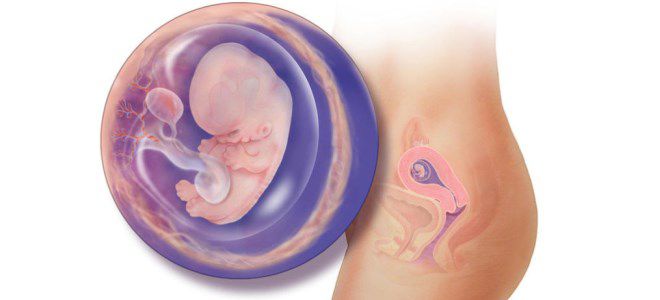 ребенок на 8 неделе беременности ребенок на 8 неделе беременности