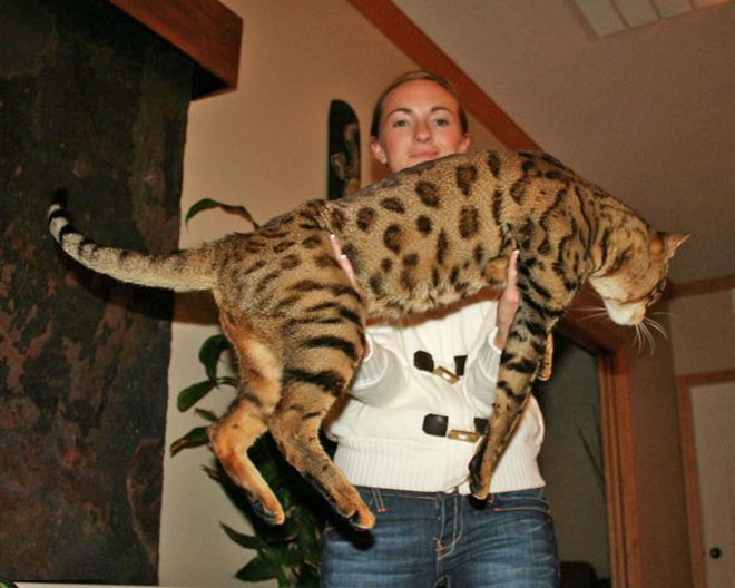 сервал размеры и вес сервал размеры и вес