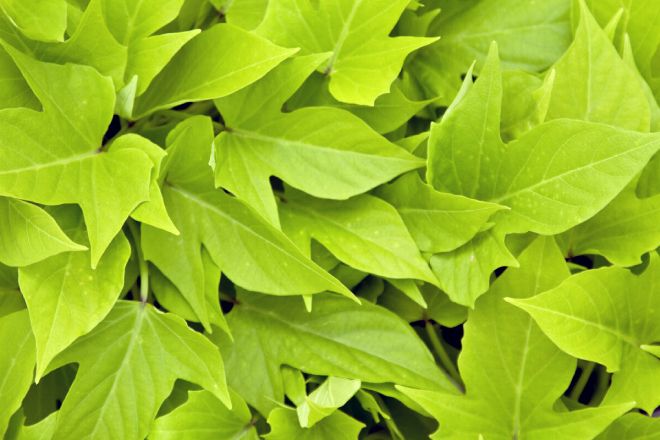 сорта ипомеи батат ligth green сорта ипомеи батат ligth green