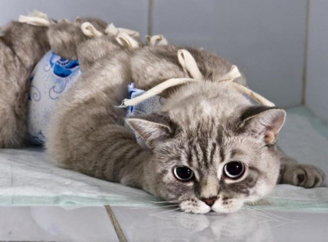 стерилизация кошек плюсы и минусы стерилизация кошек плюсы и минусы