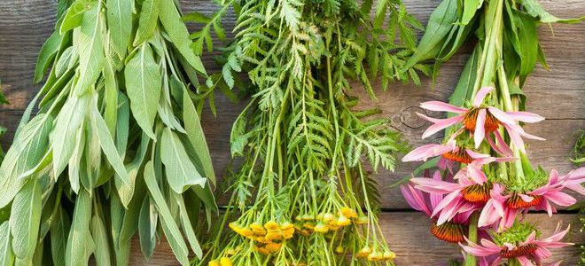 травы от витилиго травы от витилиго