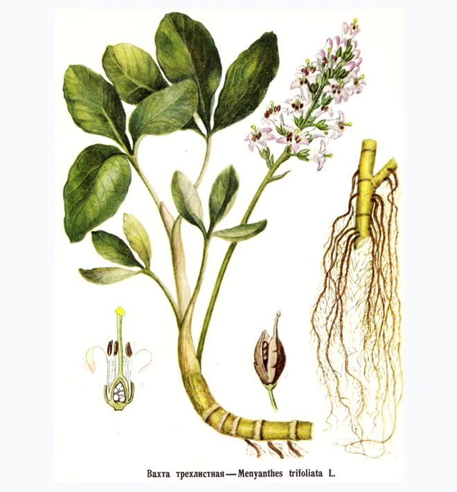 вахта трехлистная свойства вахта трехлистная свойства