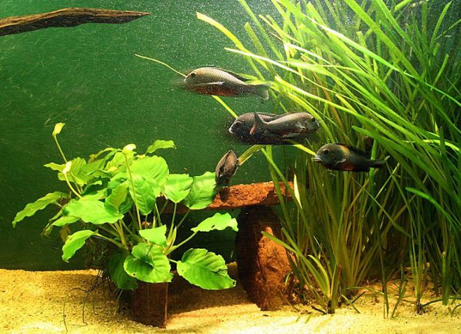 анубиас виды анубиас виды