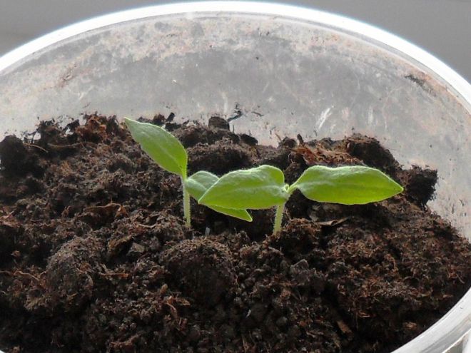 Баклажаны на рассаду в феврале Баклажаны на рассаду в феврале