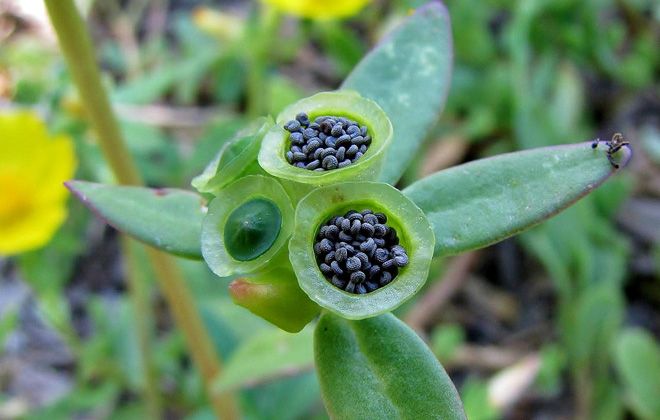 борьба с огородным портулаком борьба с огородным портулаком