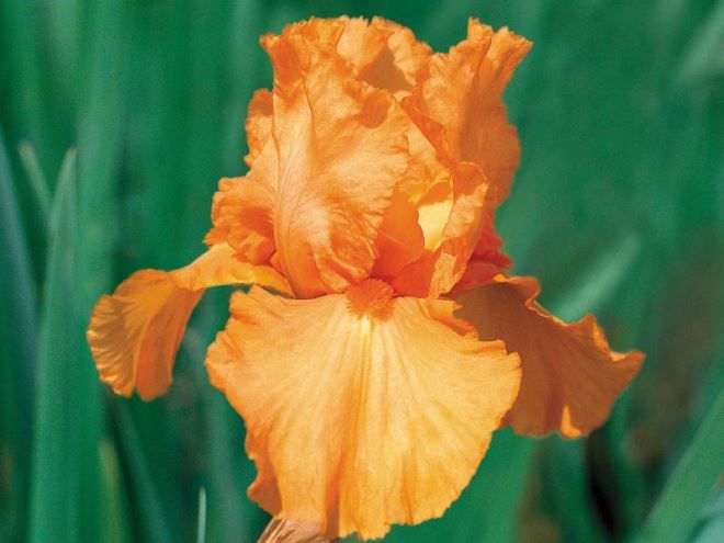 Бородатый ирис Чайна Дрэгон Бородатый ирис Чайна Дрэгон