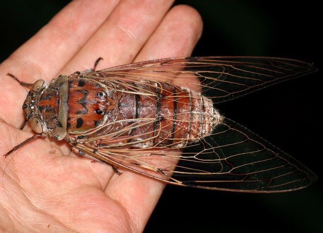 Царственная цикада Царственная цикада