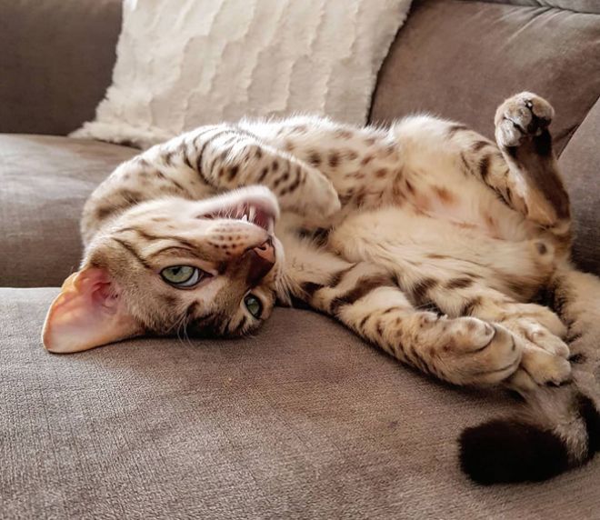 чем кормить кошку саванну чем кормить кошку саванну