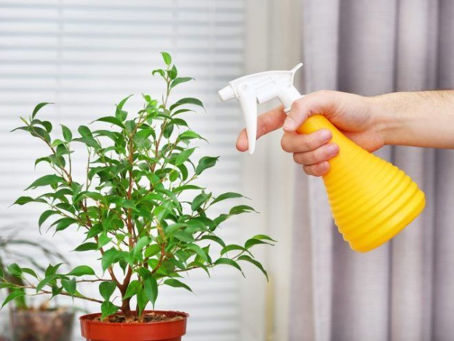 циркон для комнатных растений циркон для комнатных растений