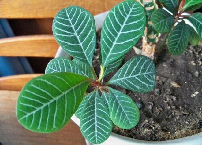 цветок молочай беложильчатый цветок молочай беложильчатый