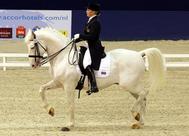 ка тренировать орловского рысака ка тренировать орловского рысака