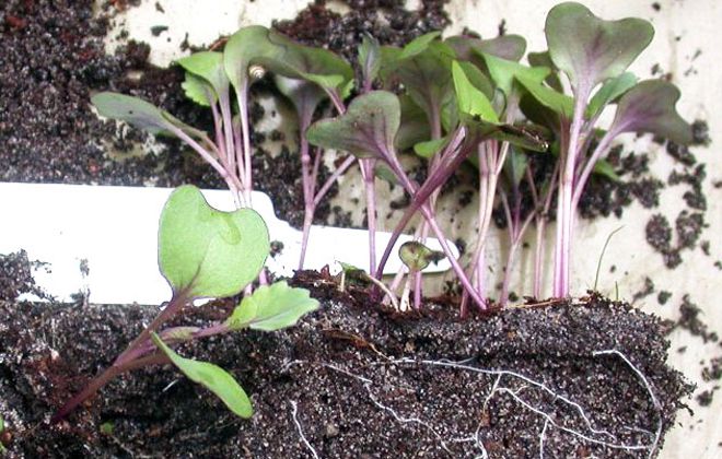 как пикировать рассаду капусты как пикировать рассаду капусты