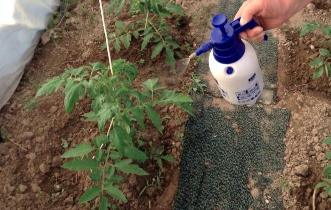 как удобрять помидоры черный принц как удобрять помидоры черный принц