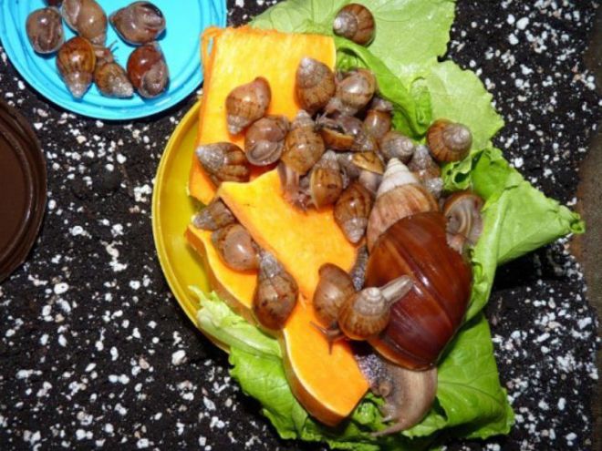 Как ухаживать за малышами улитки ахатины Как ухаживать за малышами улитки ахатины