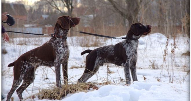 какая собака лучше дратхаар или курцхаар какая собака лучше дратхаар или курцхаар