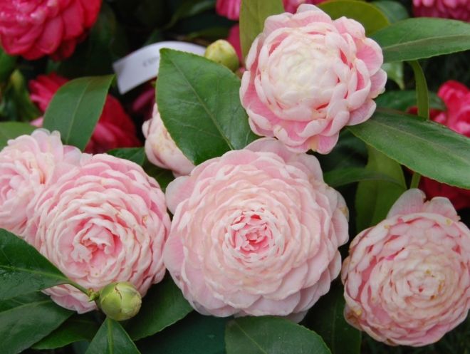 камелия японская камелия японская