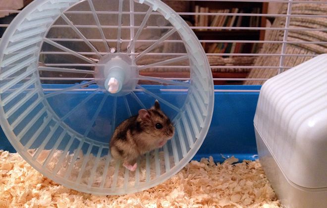 колесо для джунгарского хомяка колесо для джунгарского хомяка