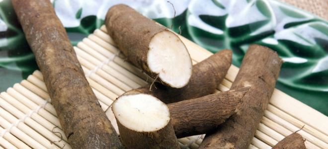 корень лопуха для волос применение корень лопуха для волос применение