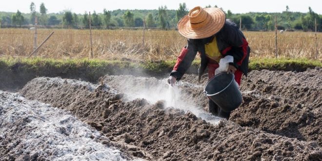 костная мука для кур костная мука для кур