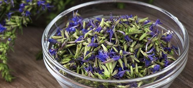 лекарственная трава иссоп применение лекарственная трава иссоп применение