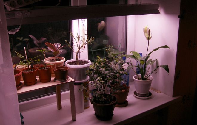 люминесцентные лампы для растений люминесцентные лампы для растений