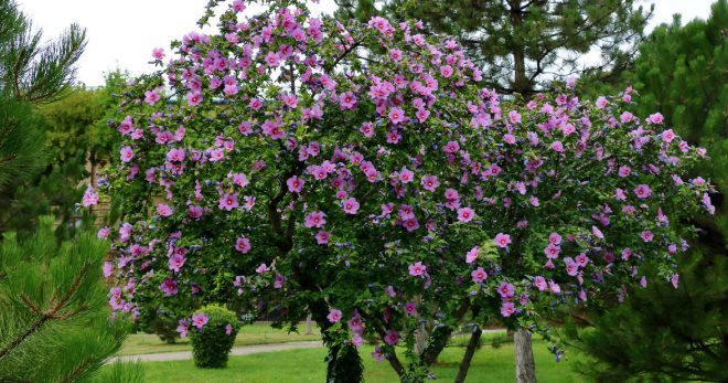 Мальва древовидная Мальва древовидная