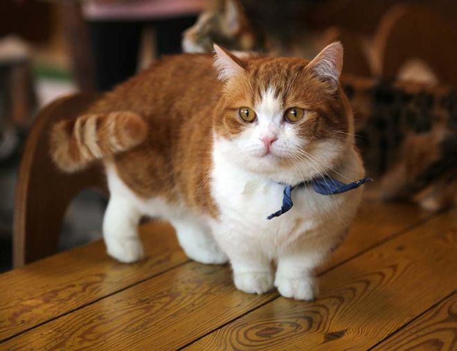 манчкин проблемы со здоровьем манчкин проблемы со здоровьем