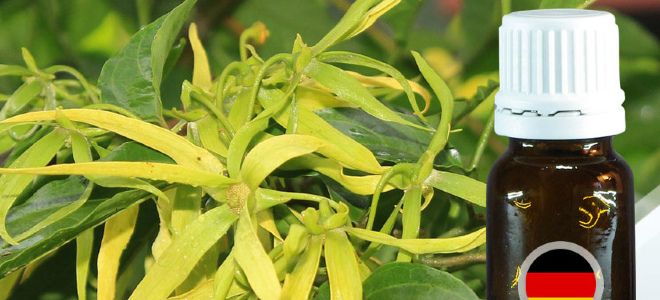 масло иланг-иланг применение масло иланг-иланг применение