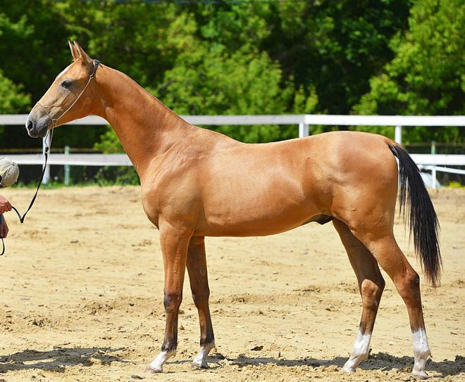 масти ахалтекинских лошадей масти ахалтекинских лошадей