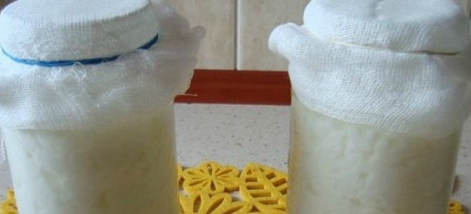 молочный гриб как ухаживать молочный гриб как ухаживать