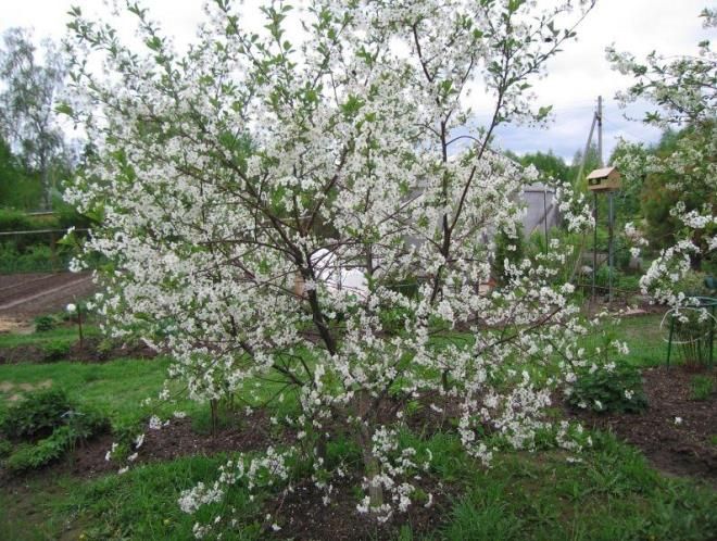 морозостойкость вишни Молодежной морозостойкость вишни Молодежной