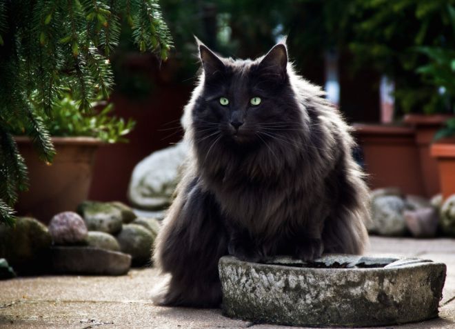 Норвежская лесная кошка - характер Норвежская лесная кошка - характер