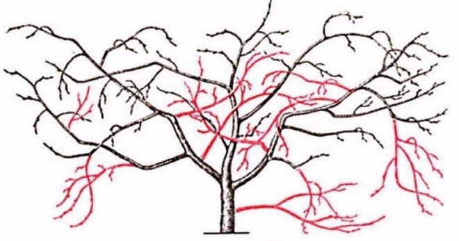 обрезка древовидной вишни осенью обрезка древовидной вишни осенью