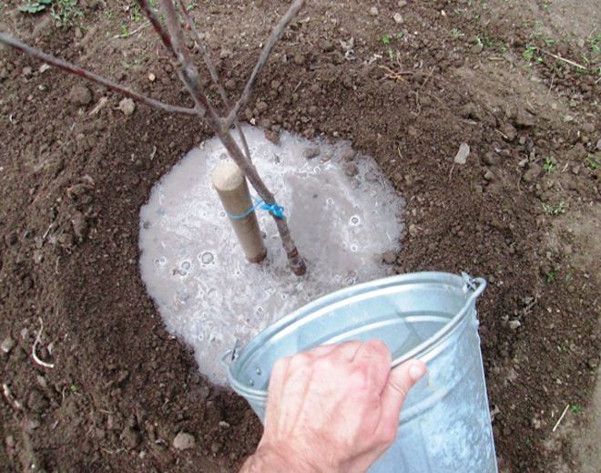 подкормка яблонь мочевиной осенью подкормка яблонь мочевиной осенью